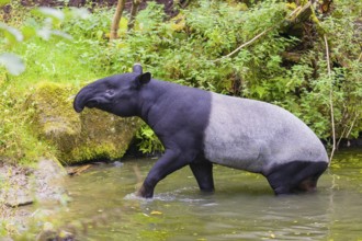 A Malayan tapir (Acrocodia indica) leaves the shallow water of a river and slowly goes ashore