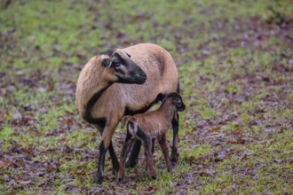 A female Cameroon or Cameroon Dwarf sheep, Ovis gmelini aries, suckling her lamb in a forest