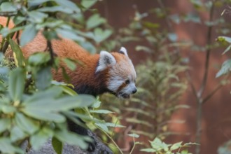 One red panda, Ailurus fulgens, sitting on a rock. Fresh green vegetation and a red wooden fence in