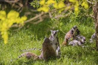 A group of ring-tailed lemurs (Lemur catta) sits under a tree in the grass of a meadow, resting and