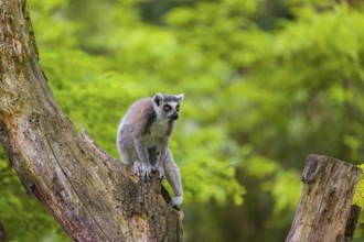 A young ring-tailed lemur (Lemur catta) climbs in a dead tree