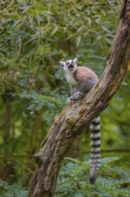 A ring-tailed lemur (Lemur catta) stands high up on a branch of tree with fresh green leafs