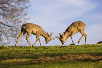 Two roebucks (Capreolus capreolus) stand on a meadow, play fighting