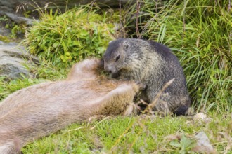 One adult Alpine Marmot, Marmota marmota, and one young marmot playing with each other