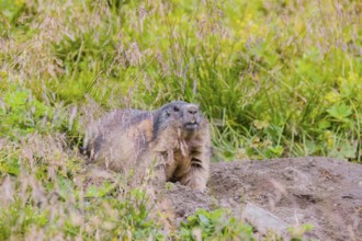 An adult Alpine Marmot, Marmota marmota, rests near his den, observing his surrounding