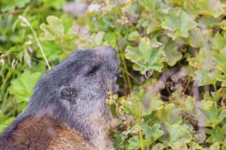 An adult Alpine Marmot, Marmota marmota, eats herbs and grass