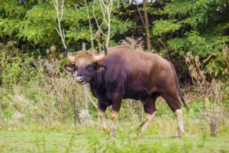 A male Gaur (Bos gaurus gaurus) stands on a green meadow