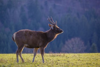 A Sambar stag (Rusa unicolor), stands on a meadow in first morning light