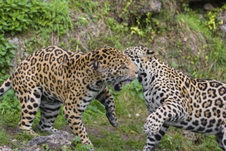 Two adult jaguars (Panthera onca) play fighting on a green meadow