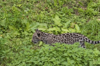 One male jaguar baby (Panthera onca), 10 weeks old, walking over a green meadow