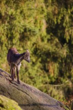 A female Himalayan tahr (Hemitragus jemlahicus) stands on a steep rocky slope. In the background is