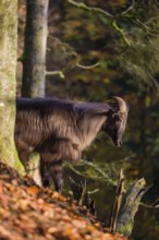 A male Himalayan tahr (Hemitragus jemlahicus) stands on a steep rocky slope. In the background is a