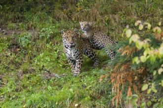 A female jaguar cub (Panthera onca), 4 months old, playing with her mother