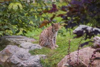 One Eurasian lynx, (Lynx lynx), resting on green grass between gray rocks