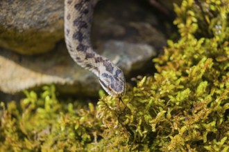 One Vipera berus, the common European adder or common European viper, creeps over moss and rocks