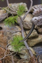 One Vipera berus, the common European adder or common European viper, creeps over rocks