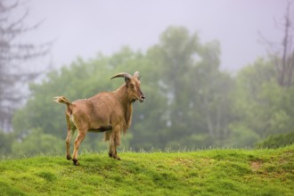 One Barbary sheep (Ammotragus lervia) stands on green hilly ground on a foggy day. Some trees stand