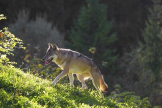 A eurasian gray wolf (Canis lupus lupus) runs across a meadow on a hill with a colourful foliage in