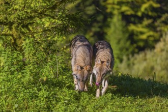 Two eurasian gray wolves (Canis lupus lupus) stand on a hill between trees and bushes