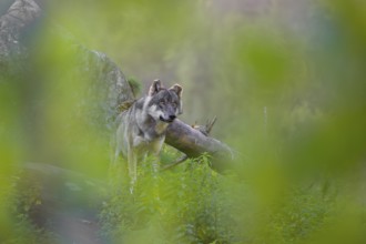 A eurasian gray wolf (Canis lupus lupus) stands on a log in front of a rock, observing the area. A