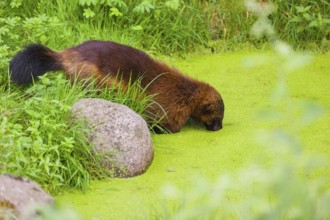 A wolverine, (Gulo gulo), stands in the water of a small pond, covered with duckweed