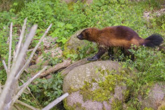 A wolverine (Gulo gulo) stands on a rock in a green meadow, between rocks and logs