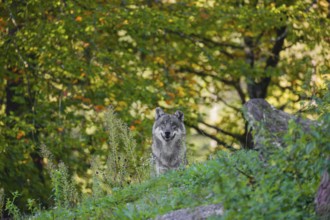 A eurasian gray wolf (Canis lupus lupus) stands on a hill with a colourful fall foliage in the