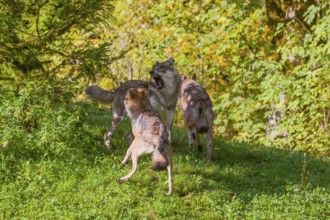 Three eurasian gray wolves (Canis lupus lupus) play with each other on a meadow on a hill