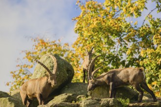 A group of ibex (Capra ibex) stands on a rock on a sunny day