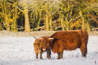 A highland cow (Bos primigenius taurus) and her calf stand at the edge of a forest on a