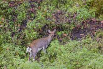 A Japanese sika deer doe (Cervus nippon nippon) stands on a steep slope in dense vegetation in