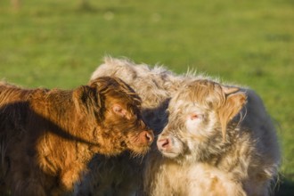 Portrait of two Highland calves (Bos primigenius taurus) in the first light of the day