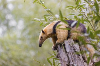 A southern tamandua (Tamandua tetradactyla), sits on the top of a broken/cut tree in a forest