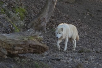 One adult Arctic wolf (Canis lupus arctos) walking through a forest on hilly ground