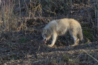 One adult Arctic wolf (Canis lupus arctos) standing in a forest on hilly ground