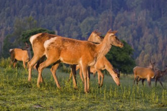 A herd of Altai maral hinds, Altai wapiti or Altai elk (Cervus canadensis sibiricus) stand in a