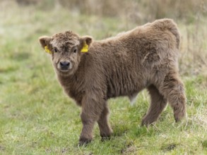 Highland cow (Bovus sp), calf with ear tags, looking inquisitive, Hesse, Germany, Europe