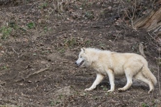 One adult Arctic wolf (Canis lupus arctos) running through a forest on hilly ground