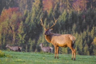 An Altai maral stag, Altai wapiti or Altai elk (Cervus canadensis sibiricus) stands on a meadow in