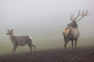 An Altai maral stag and a hind Altai wapiti or Altai elk (Cervus canadensis sibiricus) stand in a