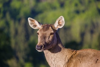 Portrait of a female Altai maral, Altai wapiti or Altai elk (Cervus canadensis sibiricus) in the