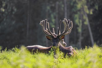 Two Altai maral stags, Altai wapiti or Altai elk (Cervus canadensis sibiricus) lie in a meadow. The