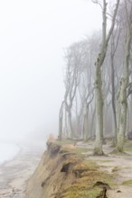 Beech trees in mist, shaped by strong winds, at Ghost Wood, Gespensterwald along the Baltic Sea