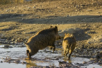 Two wild boar or wild pig (Sus scrofa), mate in a waterhole