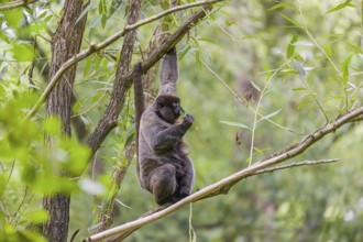 A common woolly monkey, brown woolly monkey, or Humboldt's woolly monkey (Lagothrix lagothricha)