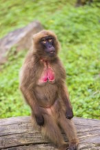 Portrait of an adult female Gelada (Theropithecus gelada), or bleeding-heart monkey, resting on a