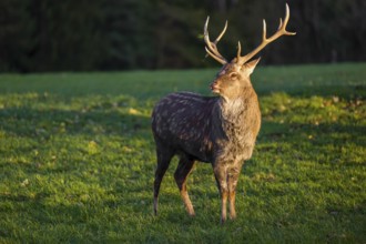 One Dybowski stag (Cervus nippon hortulorum) stands on a green meadow at sunrise and shows flehmen