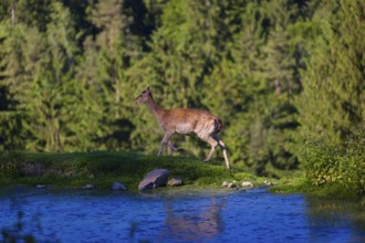 One female fallow deer (Dama dama) runs along a small pond. A forest in the background