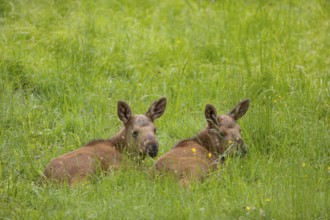 Two baby moose or elk (19 days old, born May 8, 2020), Alces alces, resting on a meadow with fresh