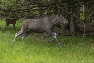 One adult female moose or elk, Alces alces, running, chasing away a male moose to protect her two